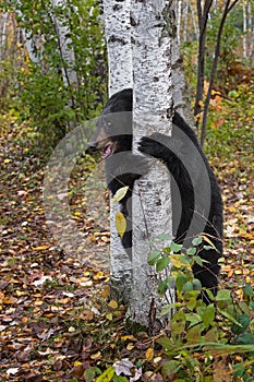 Black Bear Ursus americanus Clings to Birch Tree Autumn