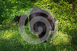 Black Bear (Ursus americanus) With Cub in Background