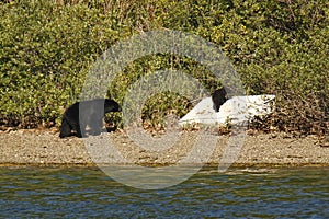 A black bear (ursus americanus) and cub on a beach with the baby climbing on a discarded mattress