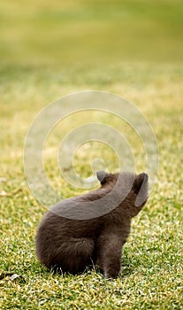 Black Bear (Ursus americanus) Cub Behind