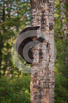 Black Bear Ursus americanus Cub Climbs Down Tree