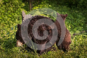 Black Bear Ursus americanus Cub Climbs On Mothers Back