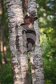 Black Bear Ursus americanus Cub Clings to Tree Trunk