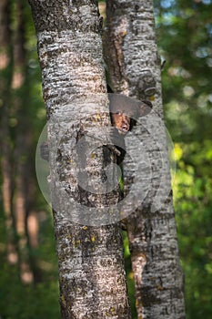 Black Bear Ursus americanus Cub Looks Around Tree Trunk