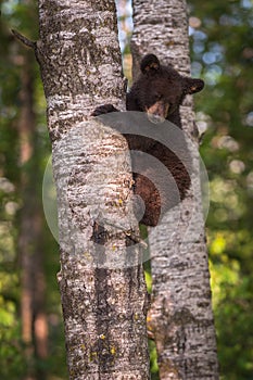 Black Bear Ursus americanus Cub Looks Down From Tree Trunk