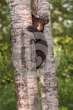 Black Bear Ursus americanus Cub Looks Up From Side of Tree Tru