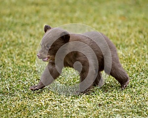 Black Bear (Ursus americanus) Cub on the Move photo