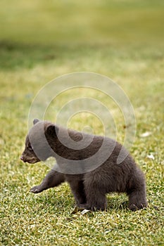 Black Bear (Ursus americanus) Cub Outta Here