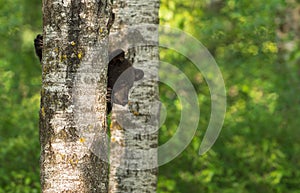 Black Bear (Ursus americanus) Cub Peeks Around Tree