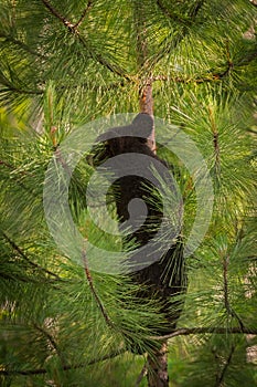 Black Bear Ursus americanus Cub in Pine Tree