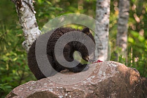 Black Bear Ursus americanus Cub SIts on Rock Eating Berries
