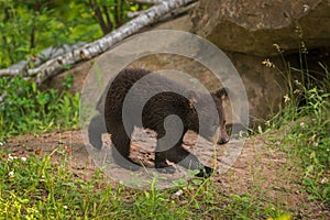 Black Bear Ursus americanus Cub Walks Right Near Den