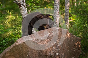 Black Bear Ursus americanus Cubs Climb Up Rock