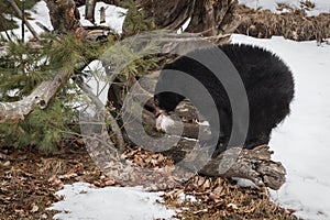 Black Bear Ursus americanus With Fur Tuft on Log