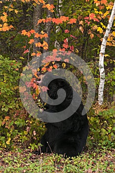 Black Bear (Ursus americanus) Grabs at Branch