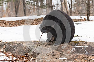 Black Bear (Ursus americanus) Holds Stick While Looking Down at Rock Winter