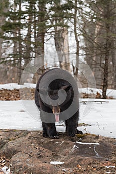 Black Bear (Ursus americanus) Hunched Over Tongue Out Long Winter