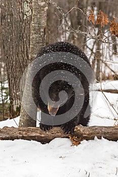 Black Bear Ursus americanus Looks Down While Rubbing Back on Tree Winter