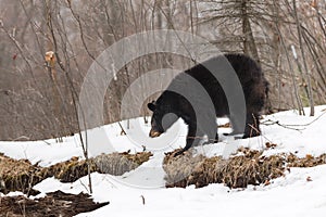 Black Bear (Ursus americanus) Looks Left Along Top of Embankment Winter