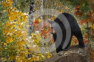 Black Bear Ursus americanus Looks Out From Rock Autumn