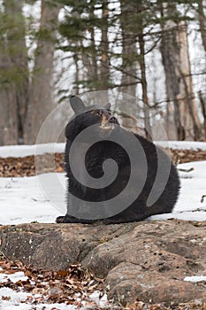 Black Bear (Ursus americanus) Looks Right Over Shoulder Sitting on Rock Winter