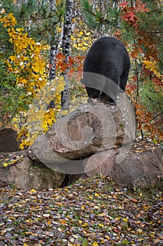 Black Bear Ursus americanus Nose Down Atop Rock Autumn