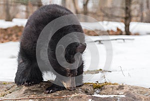 Black Bear (Ursus americanus) Nose Down to Sniff Rock Winter