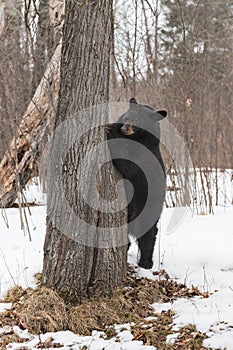 Black Bear (Ursus americanus) Peers Around Side of Tree Ears Back Winter