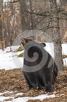 Black Bear (Ursus americanus) Points Nose Up To Left Sitting By Tree Winter