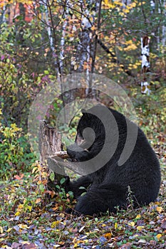 Black Bear Ursus americanus Rips Apart Tree Stump Autumn
