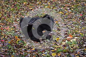 Black Bear Ursus americanus Rolls in Leaves Autumn