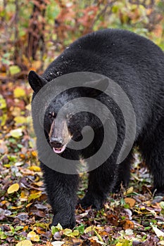 Black Bear Ursus americanus Saunters Forward Autumn