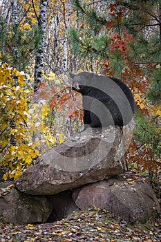 Black Bear Ursus americanus Sits Atop Rock Den Autumn