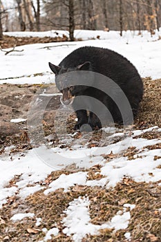 Black Bear (Ursus americanus) Sits Hunched Over Winter