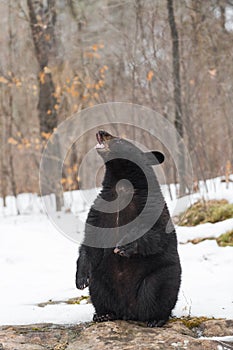 Black Bear Ursus americanus Sits Up on Hindquarters on Rock Winter