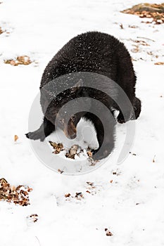 Black Bear Ursus americanus Slinks By Head Down Winter