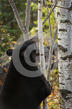 Black Bear Ursus americanus Sniffs at Birch Tree