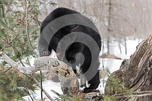 Black Bear Ursus americanus Sniffs Deeply at Log