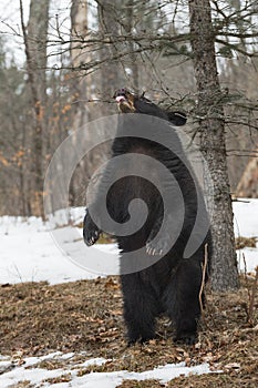 Black Bear (Ursus americanus) Stands on Back Legs Flicking Tongue Out Winter