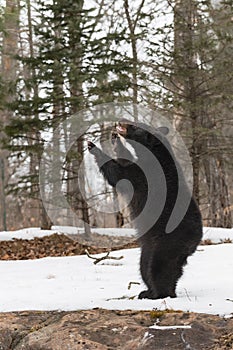 Black Bear (Ursus americanus) Stands on Back Legs to Left Mouth Open Winter