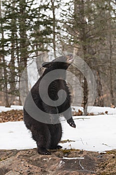 Black Bear (Ursus americanus) Stands on Back Legs to Right Head Up Mouth Open Winter