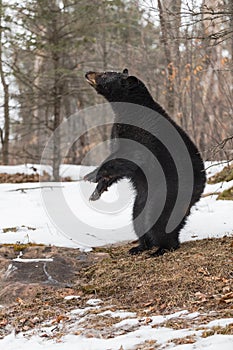 Black Bear (Ursus americanus) Stands on Hind Legs to Left Sniffing Air Winter