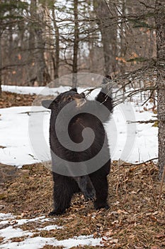 Black Bear (Ursus americanus) Stands on Hind Legs to Nibble on Branch Winter