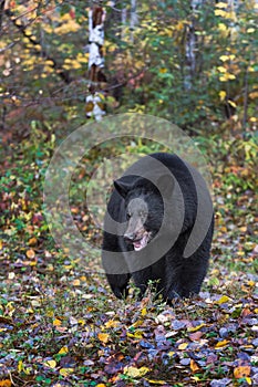 Black Bear Ursus americanus Stands in Leaves Mouth Open Autumn