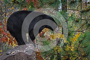 Black Bear Ursus americanus Stands in Profile on Rock Autumn