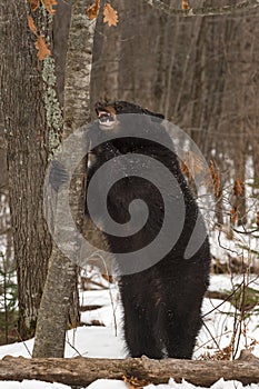 Black Bear Ursus americanus Stands to Gnaw on Tree Winter