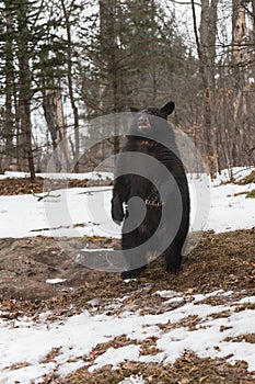 Black Bear (Ursus americanus) Stands Up on Hind Legs Ears Back Winter