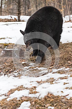Black Bear (Ursus americanus) Steps Across Grass and Snow Winter