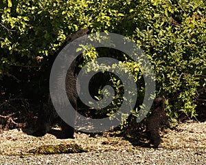 A black bear (ursus americanus) teaches its baby cub to forage for berries in a bush on a beach