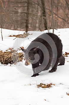 Black Bear Ursus americanus Trots Forward Winter